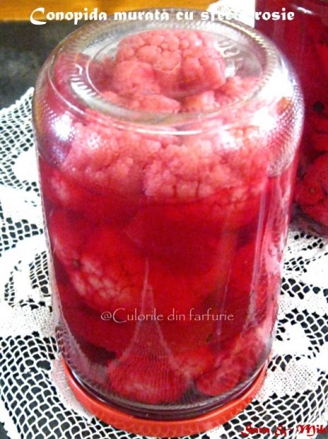 conopida-murata-cu-sfecla-rosie-2